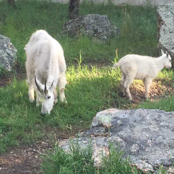 Rocky Mountain Goats Along the Presidential Trail